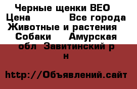 Черные щенки ВЕО › Цена ­ 5 000 - Все города Животные и растения » Собаки   . Амурская обл.,Завитинский р-н